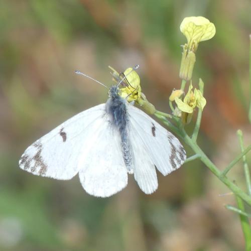 Réf. 350 317 : Euchloe crameri
